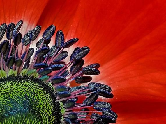 macro_photography