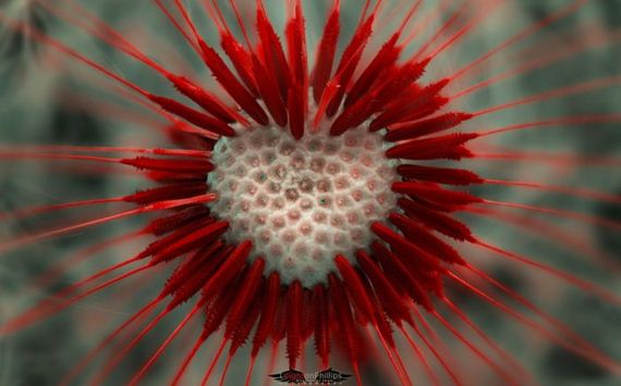 macro_photography