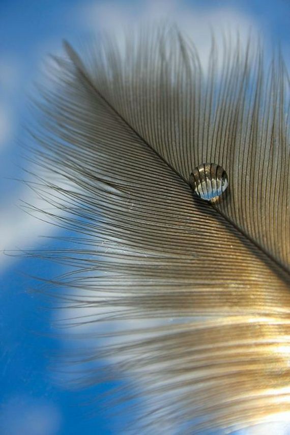 macro_photography