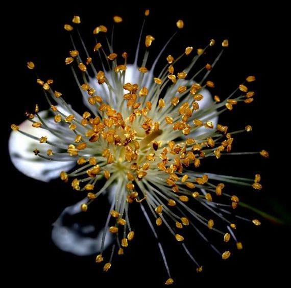 macro_photography