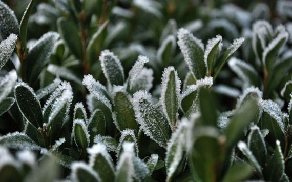 macro_photography