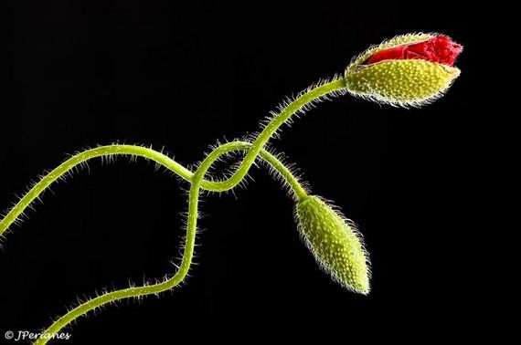 macro_photography