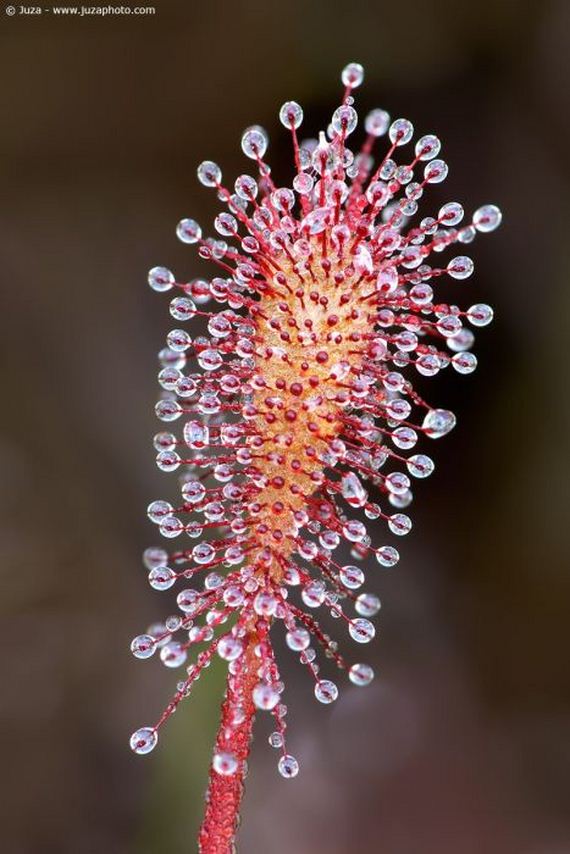 macro_photography