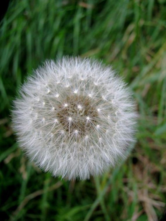 macro_photography