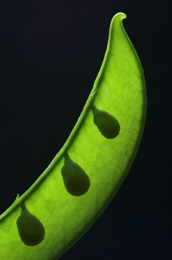 macro_photography