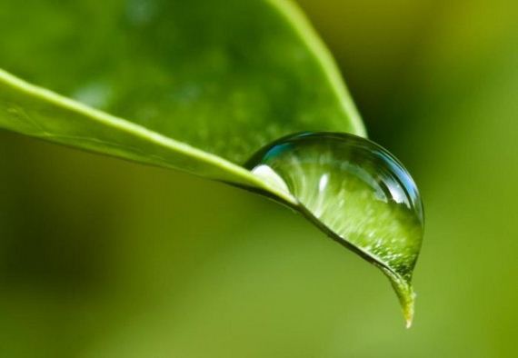 macro_photography