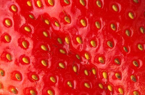 macro_photography