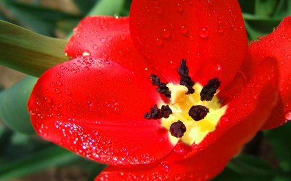 macro_photography