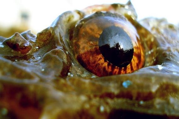 macro_photography
