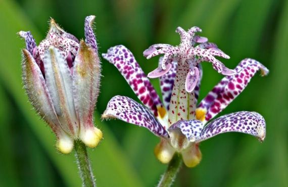 macro_photography