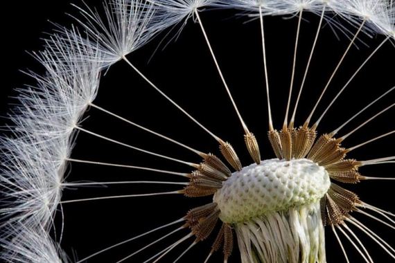 macro_photography