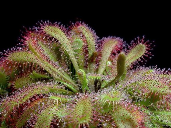 macro_photography