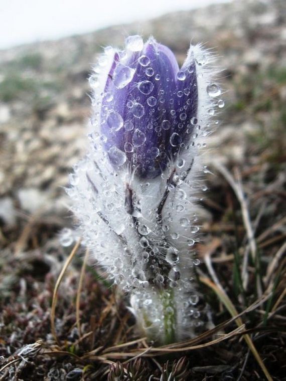 macro_photography