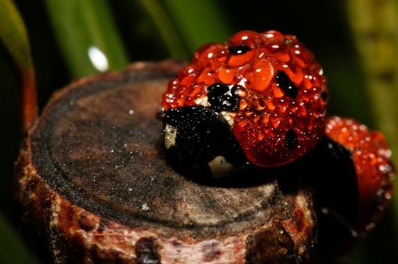macro_photography