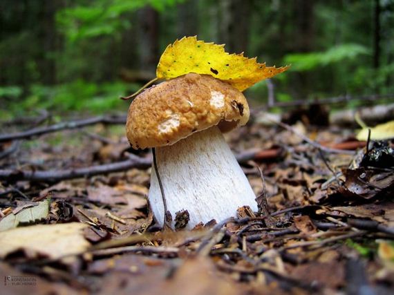 macro_photography