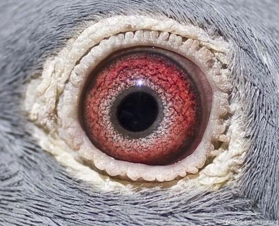 macro_photography