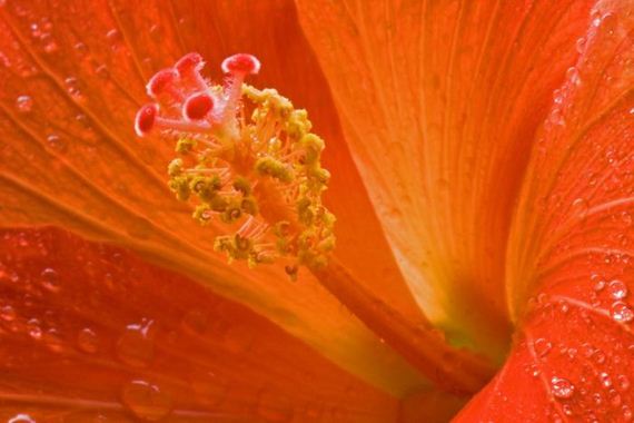 macro_photography