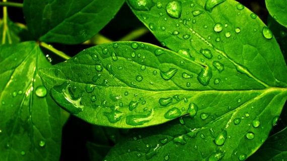 macro_photography
