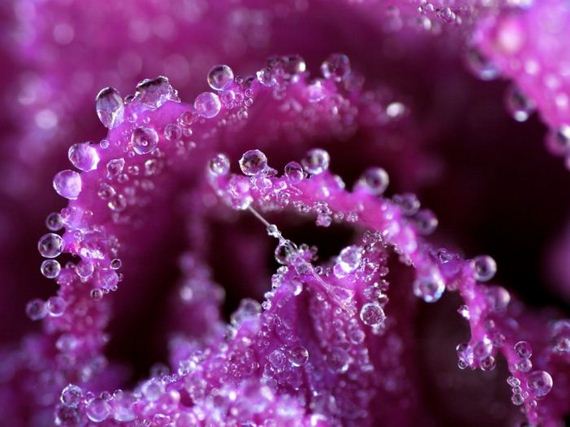 macro_photography