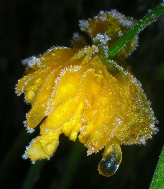 macro_photography