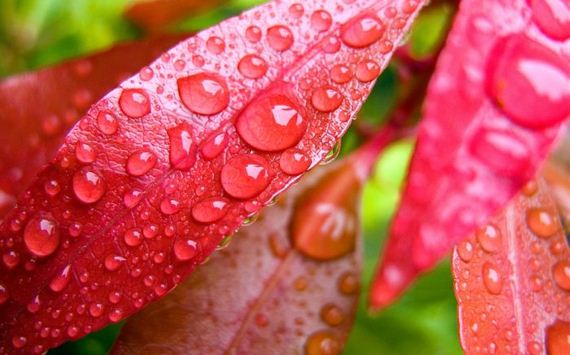 macro_photography