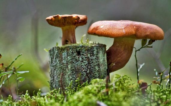 macro_photography