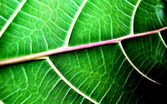 macro_photography