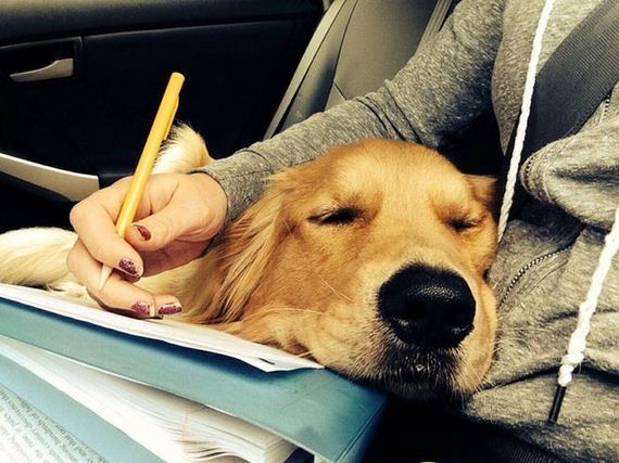 mans_best_friend