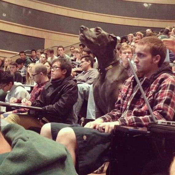 mans_best_friend