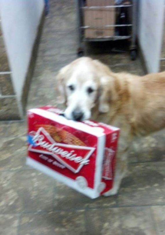 mans_best_friend