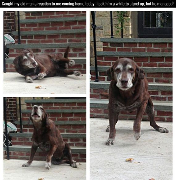 mans_best_friend