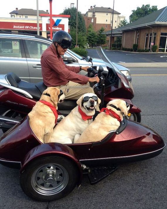 mans_best_friend