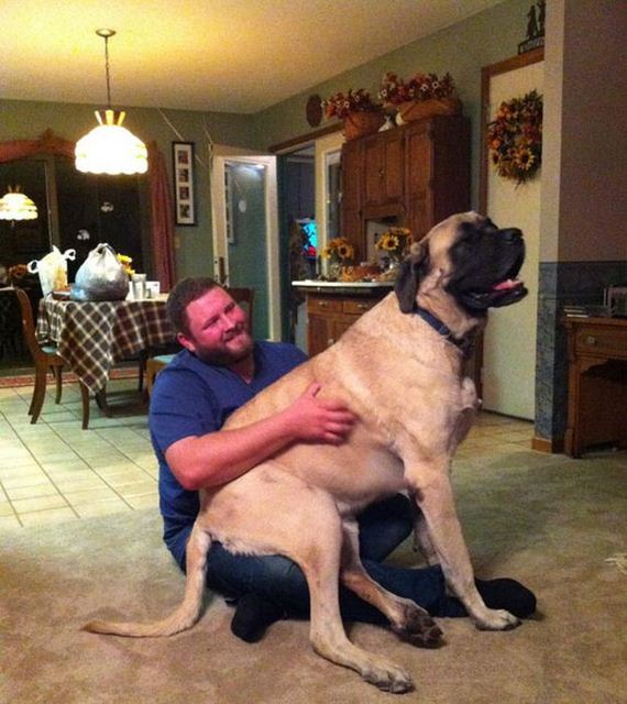 mans_best_friend