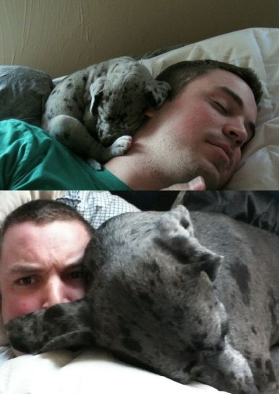 mans_best_friend