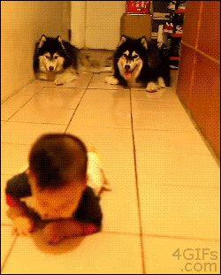mans_best_friend