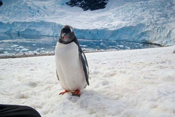 meet-the-neko-harbor-penguins