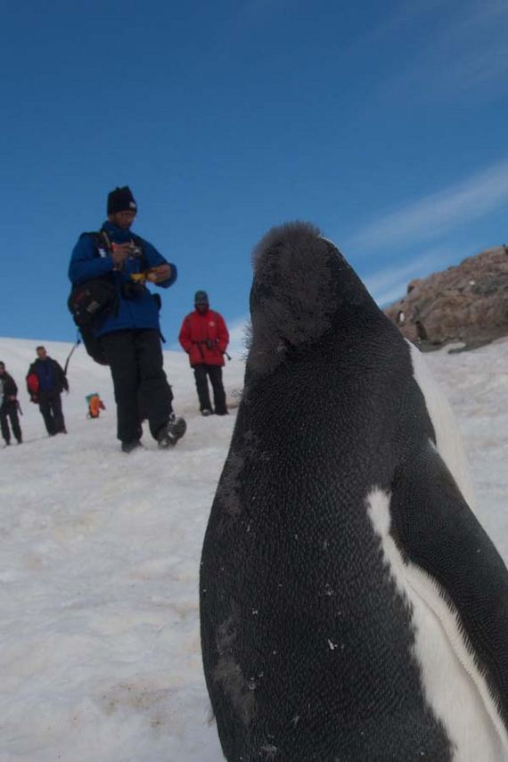meet-the-neko-harbor-penguins