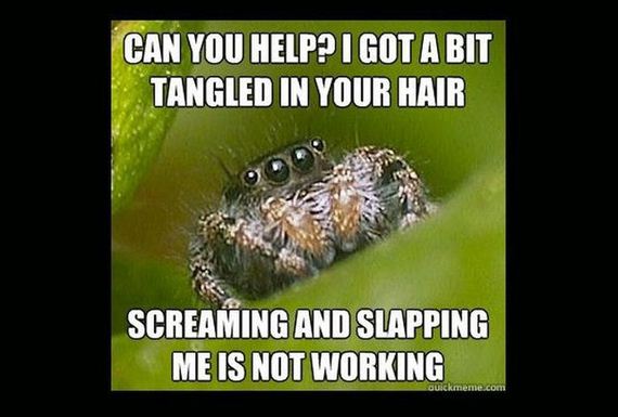 misunderstood_spider_meme