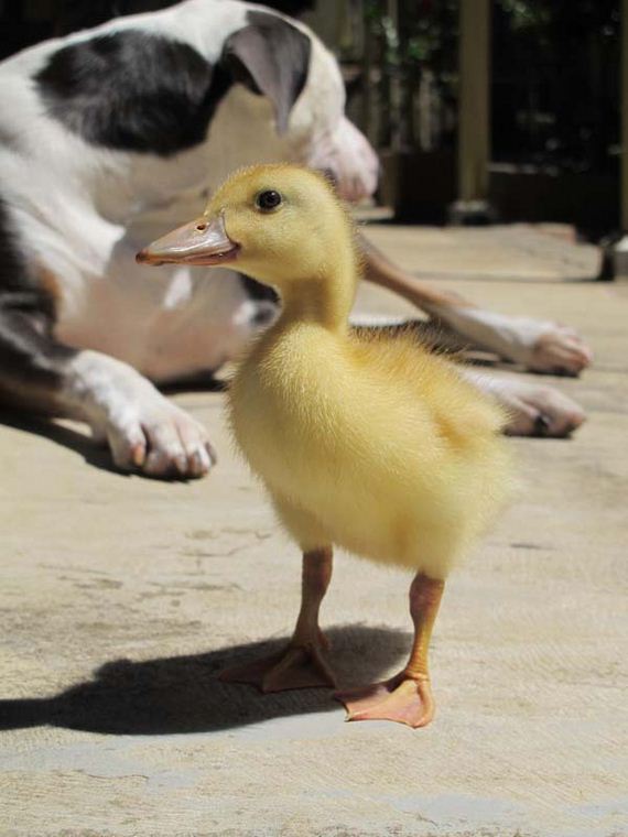 newborn-goose