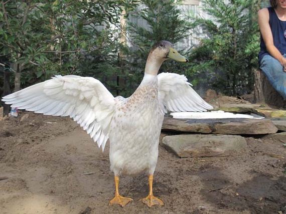 newborn-goose