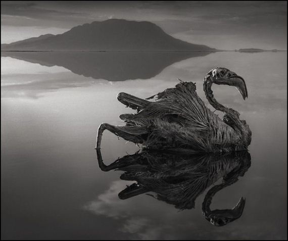 nick_brandt