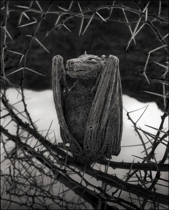 nick_brandt