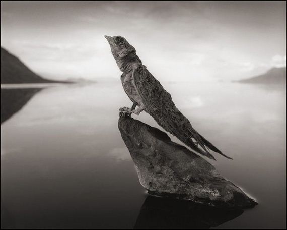 nick_brandt