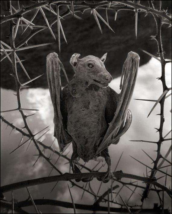 nick_brandt