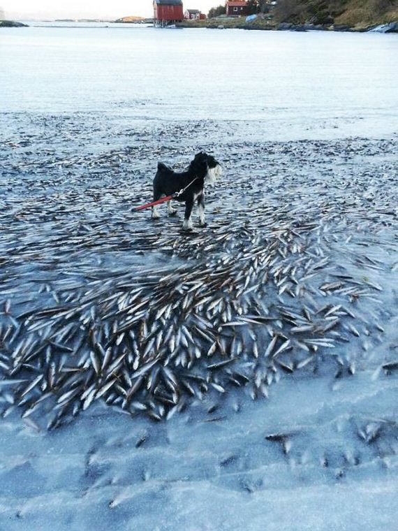 norway_frozen_fish