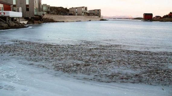 norway_frozen_fish