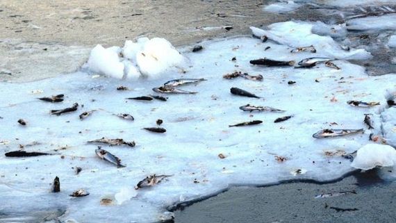 norway_frozen_fish