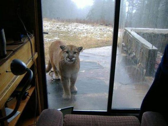 oh_crikey_this_is_not_looking_good