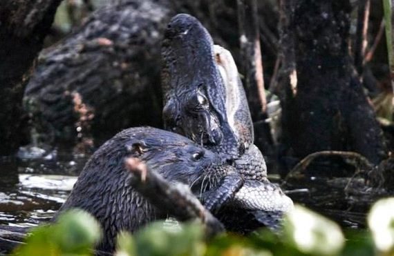 otter-eats-alligator