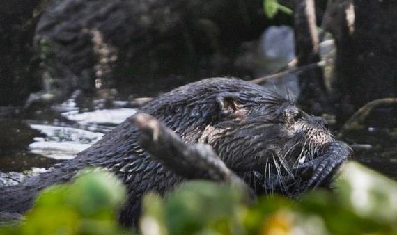 otter-eats-alligator